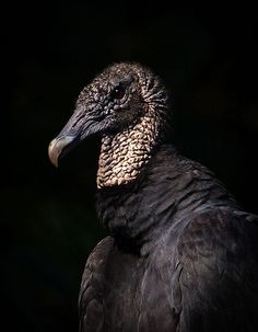 a black and white photo of a large bird with a long neck, standing in the dark