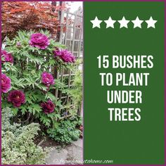 purple flowers are growing in the garden with text overlay that reads, 15 bushes to plant under trees