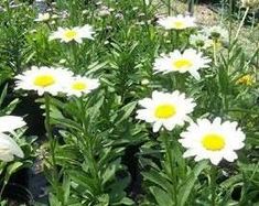 many white and yellow flowers in a garden