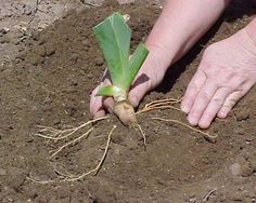 a person holding a plant in the dirt with their hand on it's root