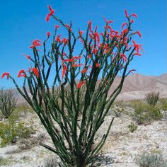 a cactus with red flowers in the desert