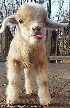 a baby goat standing on top of a wooden floor in front of a screen shot