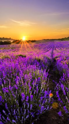 the sun is setting over a lavender field