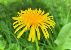 a yellow flower in the middle of some green grass