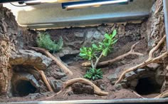 an aquarium filled with plants and rocks