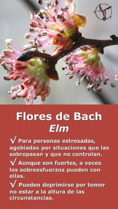 a red sign that says flores de bach