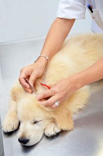 a person is grooming a dog on a table