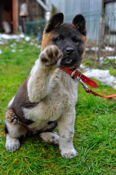 a dog is sitting in the grass with its paw up