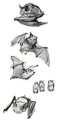 some drawings of bats on a white background