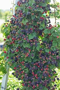 a bush with berries hanging from it's side