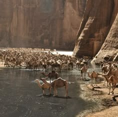 a herd of camels drinking water from a river