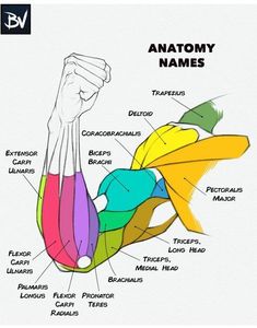 Drawing Pectorals, Arm Anatomy Reference, Arm Muscle Reference, Human Arm Anatomy, Arm Muscles Anatomy, Muscle Anatomy Reference, Arm Anatomy Drawing, Female Muscle Anatomy, Arm References Drawing