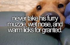 a brown dog laying on top of a couch next to a blue blanket with the caption never take his furry muzzle, wet nose, and warm licks for grained