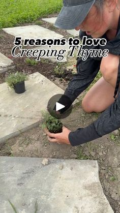 a man kneeling down to plant some plants in the ground with text overlay that reads 3 reasons to love creeping thyme