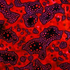 red and black bubbles with dots on them