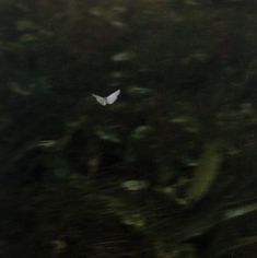 a small white bird flying through the air