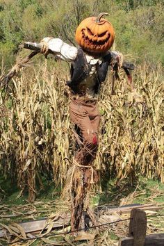 a scarecrow with a jack - o - lantern on his head in a cornfield