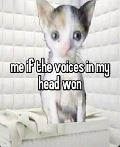 a cat sitting on top of a box with the caption me if the voice in my head won