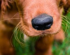 a close up view of a dog's nose with grass in the foreground