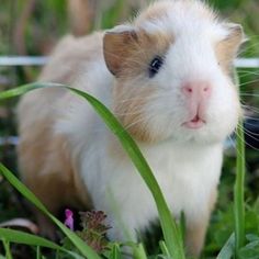 a small brown and white hamster standing in the grass