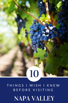 grapes growing on the vine with text overlay that reads 10 things i wish i knew before visiting nap valley