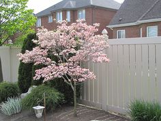 a pink tree in front of a white fence and some bushes on the side walk