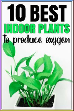 an indoor planter with plants in it and the words 10 best indoor plants to produce oxygen