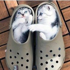 a kitten is sitting in a pair of shoes