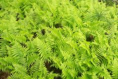 green plants are growing in the woods