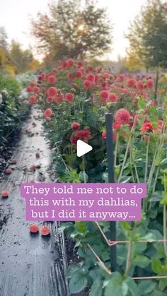 a field full of red flowers with the words, they told me not to do this with my dahlias, but i did it anyway