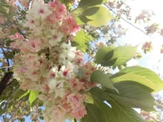 pink and white flowers are blooming on the tree