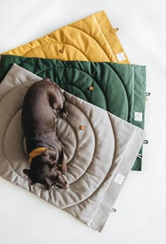 a small dog laying on top of a blanket next to three placemats in different colors