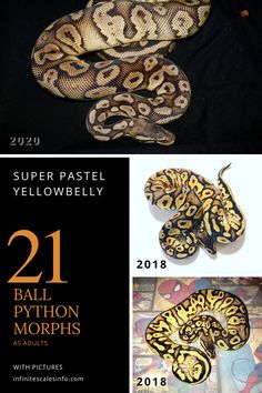 the ball python morphs are on display