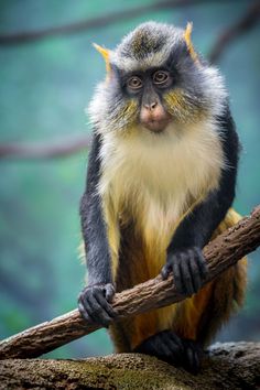 a monkey sitting on top of a tree branch with a stick in it's hand