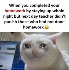 a white cat sitting in front of a laptop computer with the caption when you completed your homework by staying up whole night but next day teacher didn't