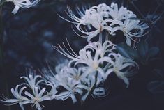 some white flowers are blooming in the dark