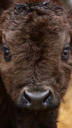 a brown cow standing on top of a dry grass field