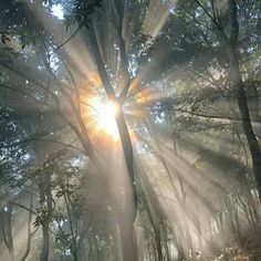 the sun is shining through the trees in the forest