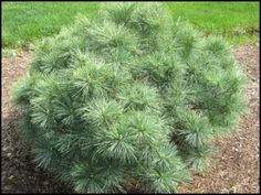 a small pine tree growing in the ground