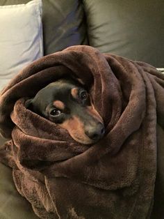 a dog wrapped in a blanket on top of a couch