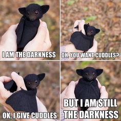 Mushroom As People Art, I Am The Darkness, Humor Twitter, Futurisme Retro, Baby Bats, Cute Animal Memes, Funny Animal Quotes, Funny Animal Jokes, Hyun Bin