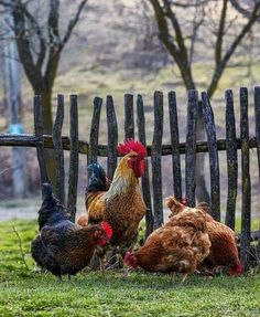 chickens and roosters are standing in front of a wooden fence