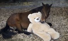 a brown horse laying next to a white teddy bear