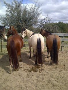 four horses are standing together in the dirt