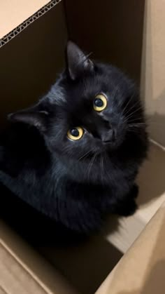 a black cat with yellow eyes sitting in a cardboard box looking up at the camera