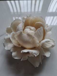 a white flower sitting on top of a table