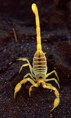 a yellow scorpion crawling on the ground