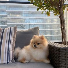 a small dog sitting on top of a couch next to a plant and pillows in front of a window