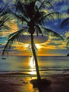 a palm tree on the beach at sunset