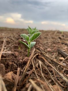 a small plant sprouts from the ground in an open field with cloudy skies